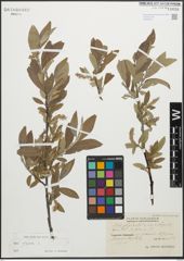 Foto von Salix glauca L.